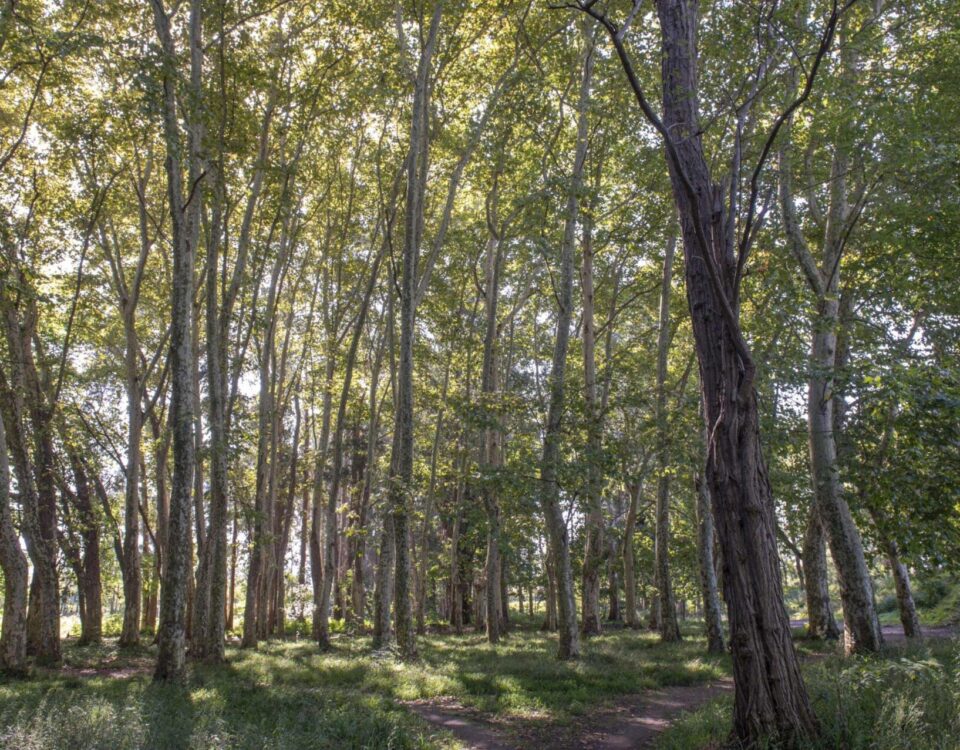 Parque de las tablas